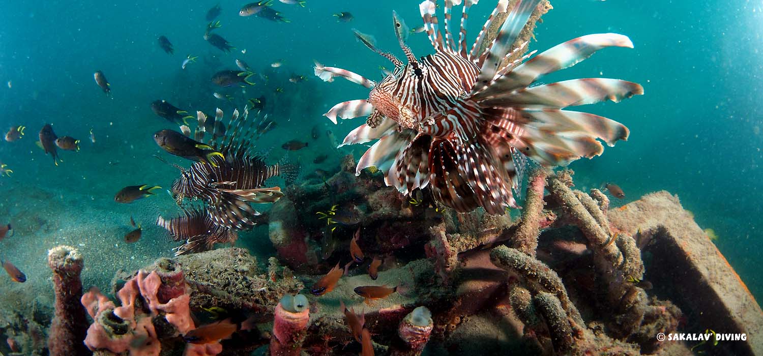 récif artificiel à Nosy Be Madagascar